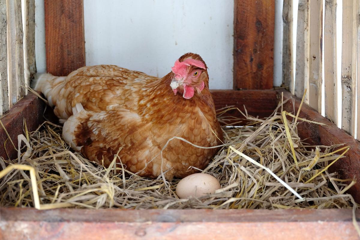 Problemas com piolho de galinha: como lidar com essa praga