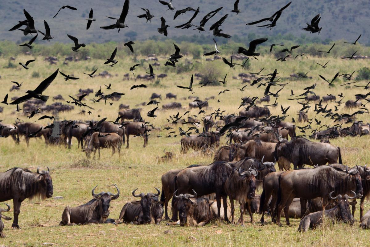 Migrações animais: conheça as espécies que realizam - Imagem: Canva pró