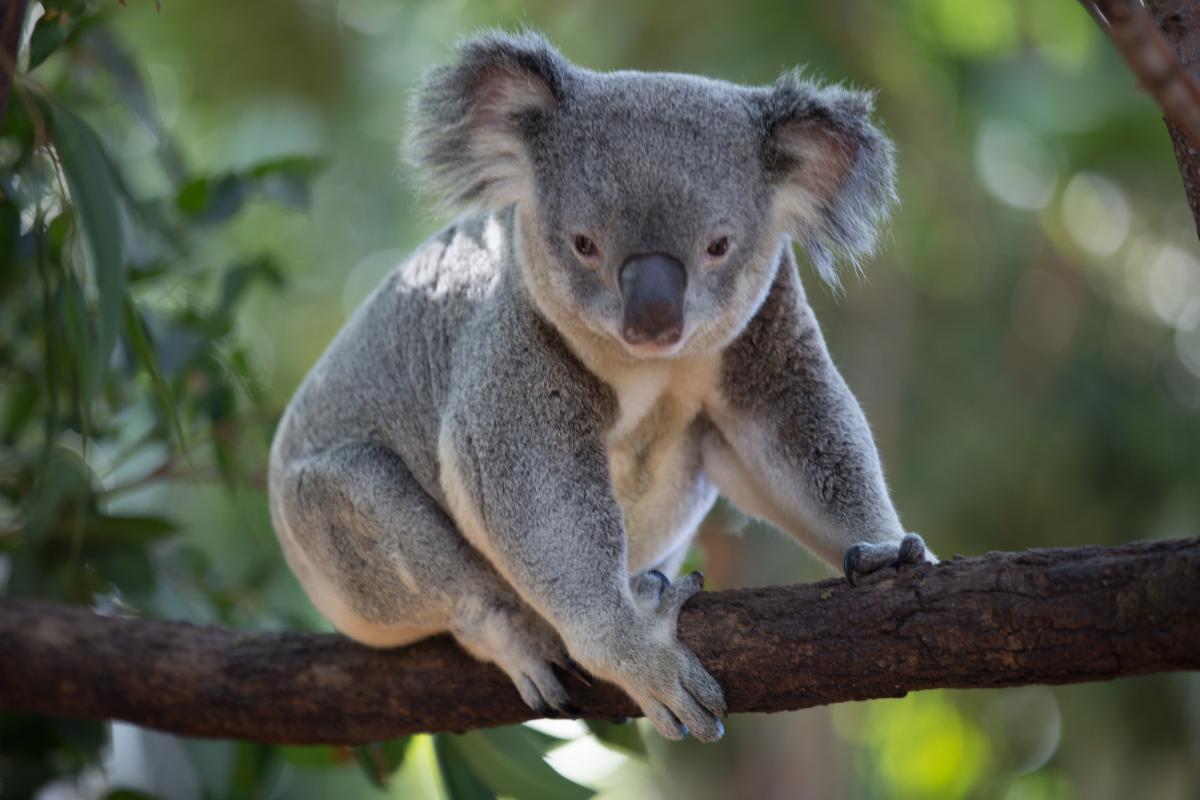 Curiosidades sobre os coalas: conheça mais sobre esses animais adoráveis - Imagem: Canva pró