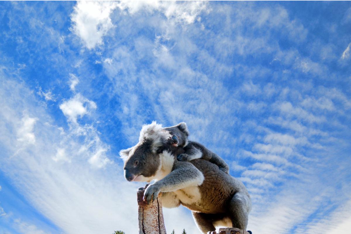 Curiosidades sobre os coalas: conheça mais sobre esses animais adoráveis