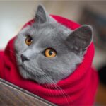 Curiosidades sobre gatos: Por que eles ficam olhando para o nada? - Imagem: Canva pró