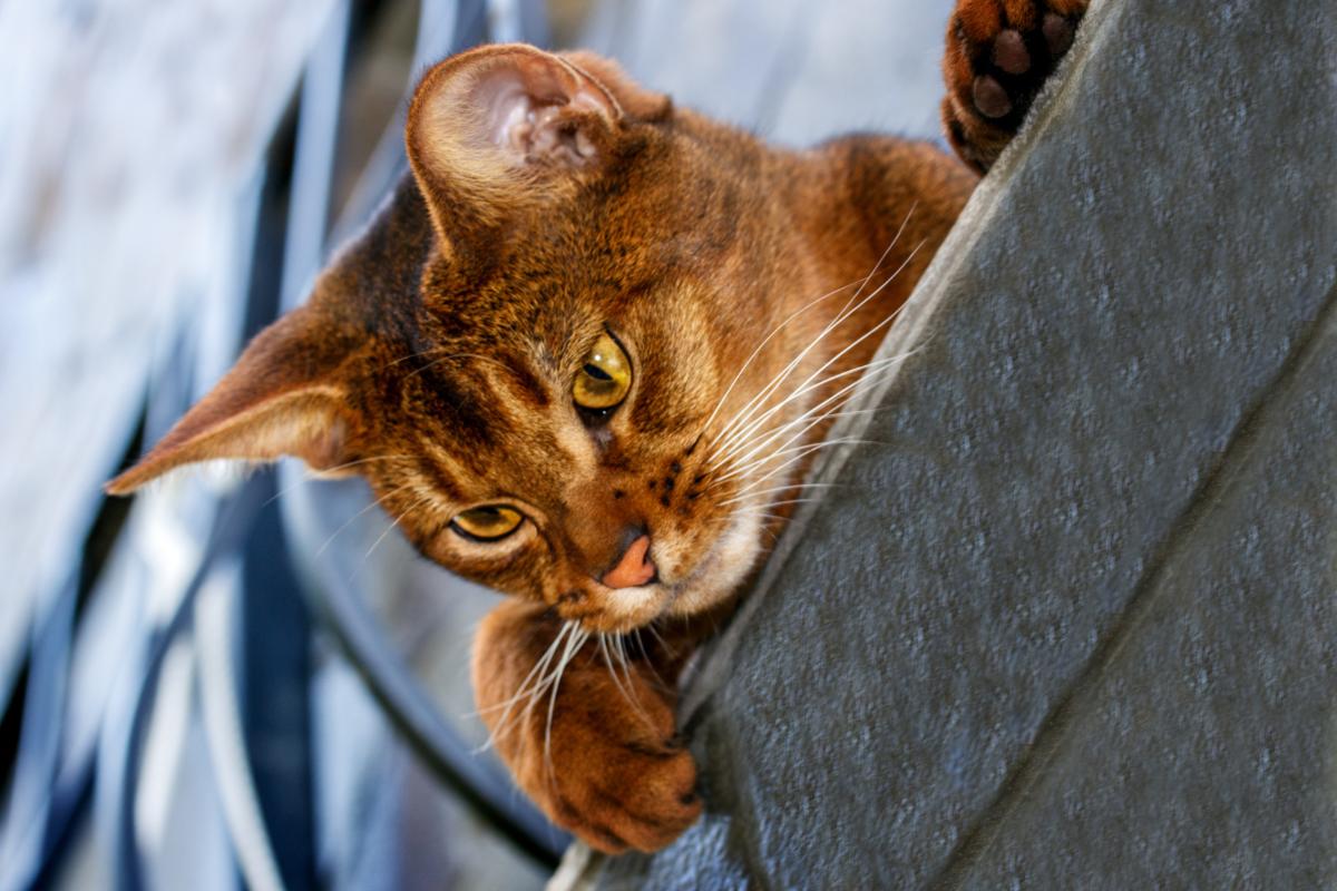 Curiosidades sobre gatos: Por que eles ficam olhando para o nada?