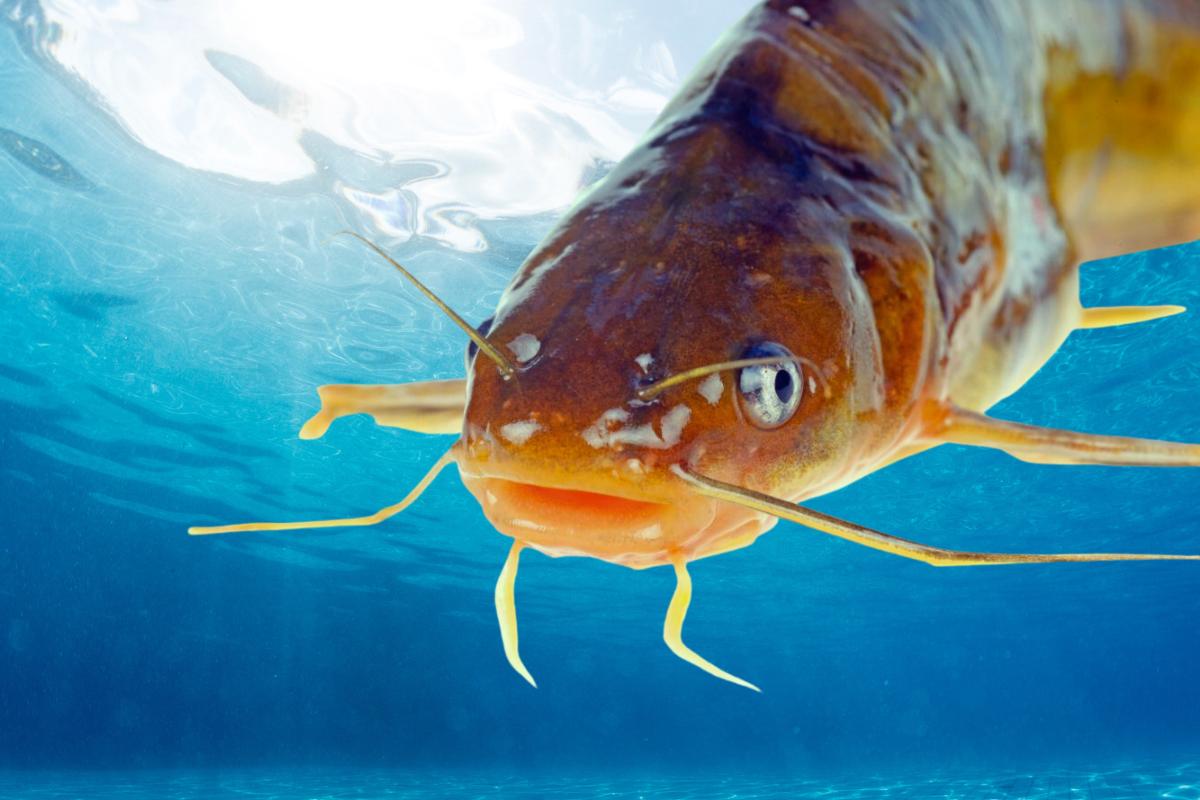 Descubra 5 tipos de peixes sem escamas - Imagem: Canva pró
