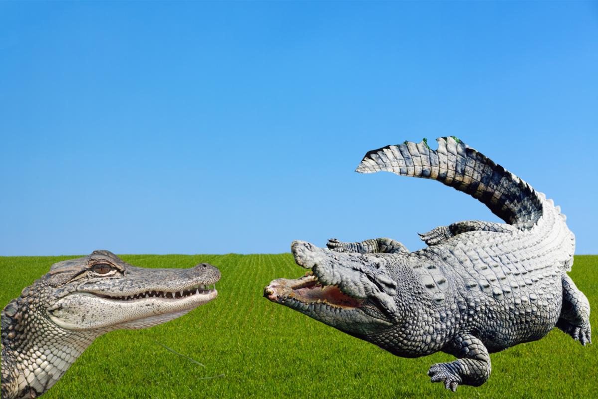 As diferenças entre jacarés e crocodilos