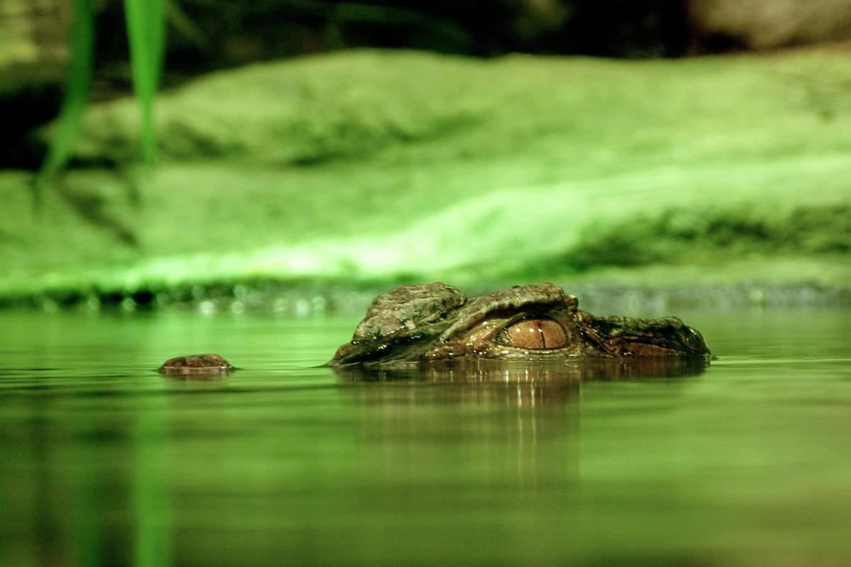 As diferenças entre jacarés e crocodilos - Imagem: Canva pró