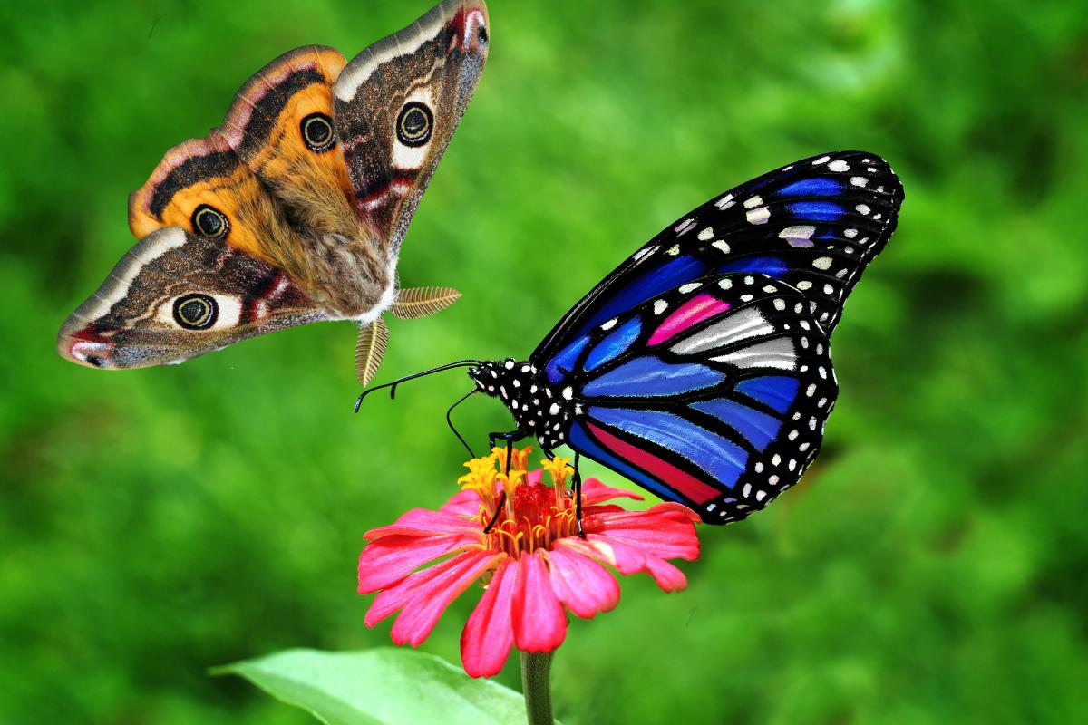 A diferença entre borboleta e mariposa: o que você precisa saber