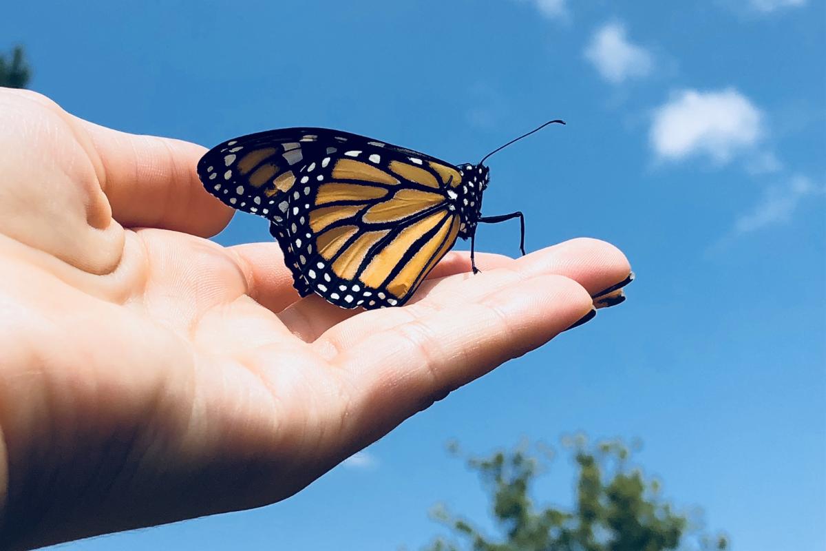 A diferença entre borboleta e mariposa: o que você precisa saber - Imagem: Canva pró
