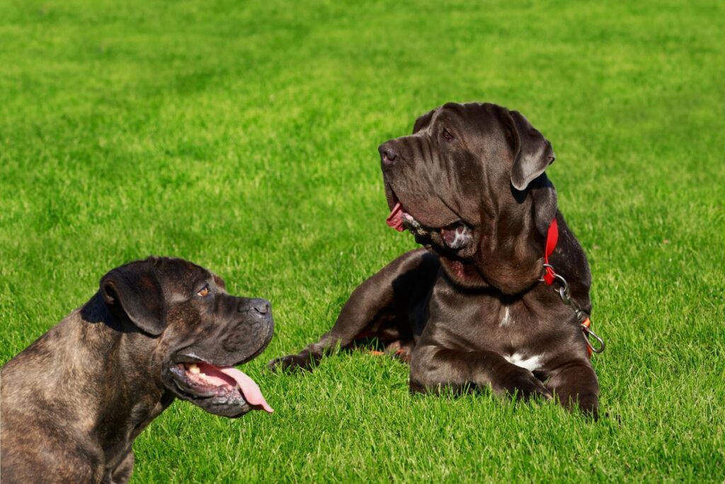 Qual a diferença entre Cane Corso e Mastim Napolitano