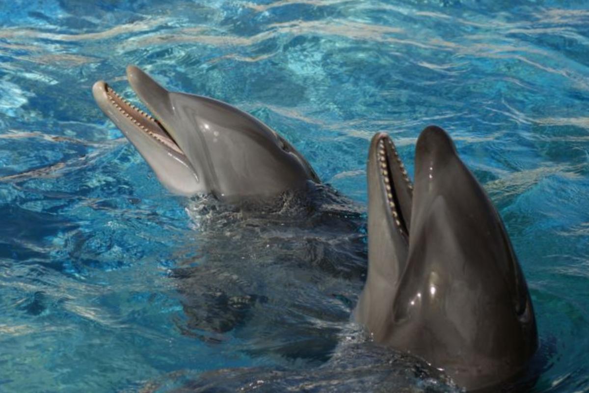 Wholphin: um fascinante híbrido entre um golfinho e uma baleia
