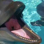 Wholphin: um fascinante híbrido entre um golfinho e uma baleia - Imagem: Canva pró