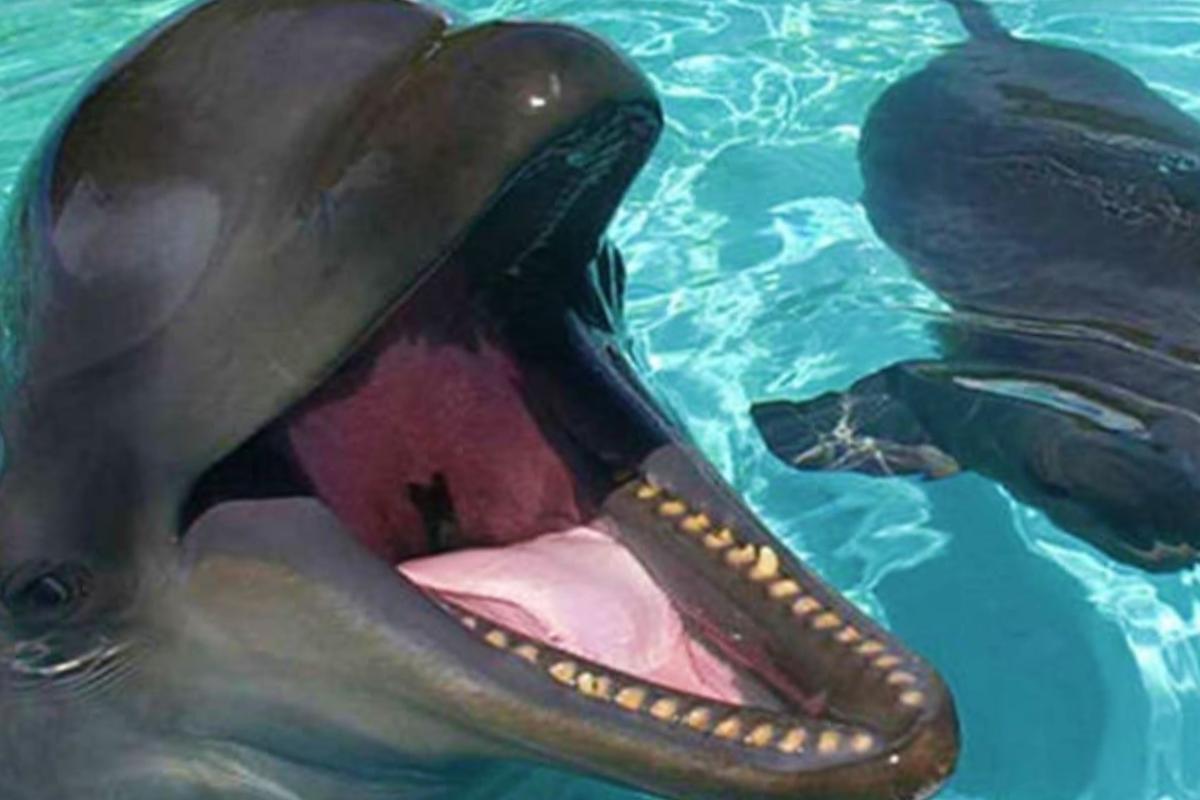 Wholphin: um fascinante híbrido entre um golfinho e uma baleia - Imagem: Canva pró