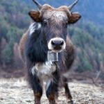 Dzo: conheça a fascinante criatura híbrida entre iaque e vaca - Imagem: Canva pró