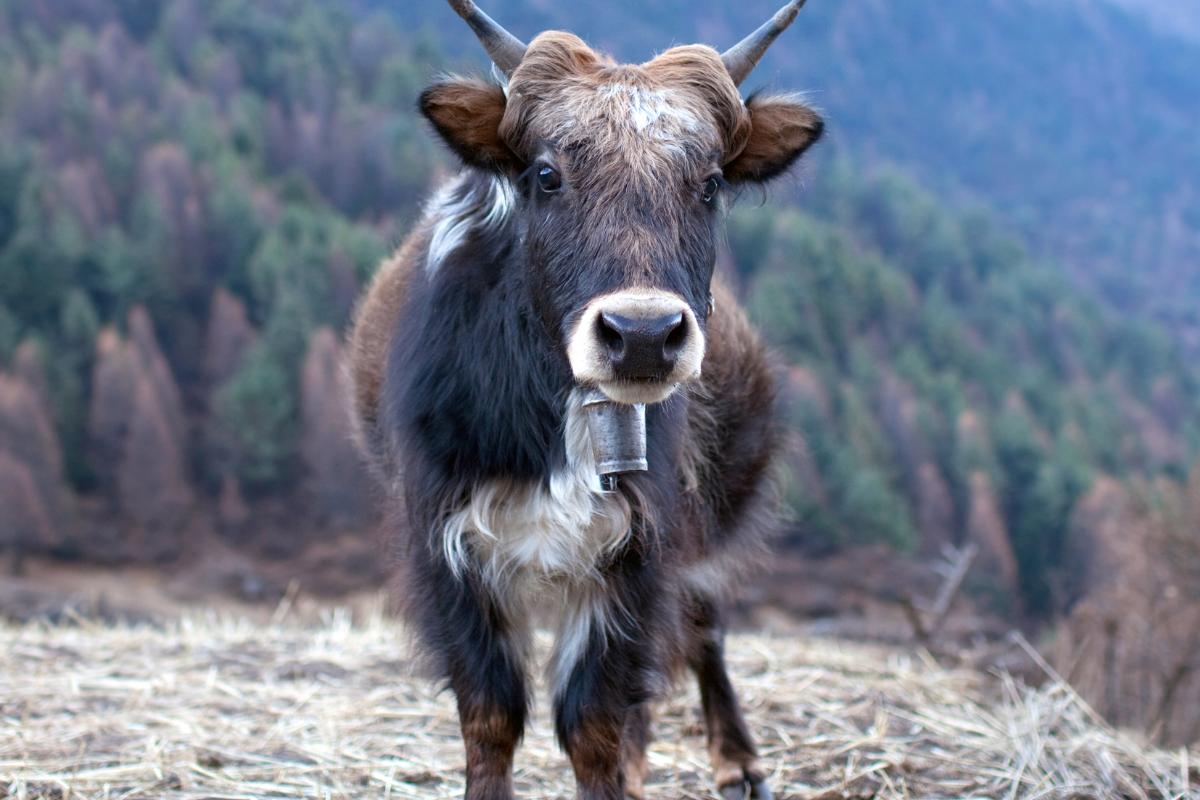Dzo: conheça a fascinante criatura híbrida entre iaque e vaca - Imagem: Canva pró