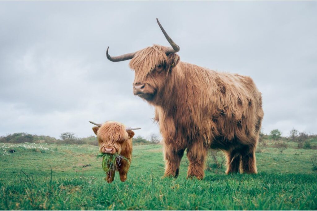 O iaque: conheça mais sobre esse animal impressionante - Imagem: Canva pró