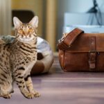 Gato Savannah: conheça a raça de gato híbrido mais fascinante do mundo - Imagem: Canva pró