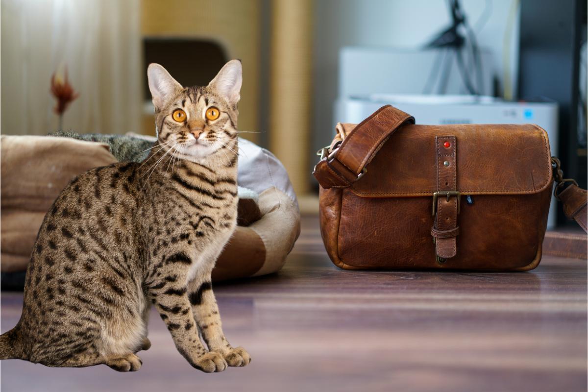 Gato Savannah: conheça a raça de gato híbrido mais fascinante do mundo - Imagem: Canva pró