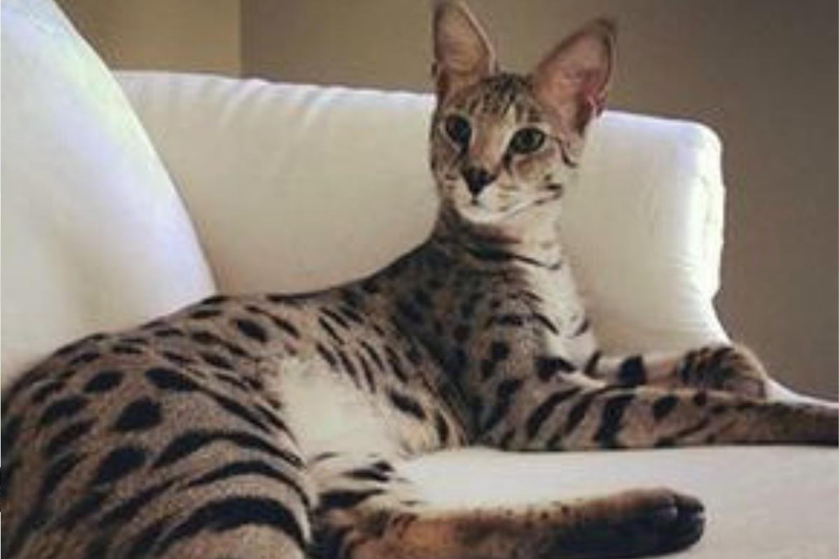 Gato Savannah: conheça a raça de gato híbrido mais fascinante do mundo