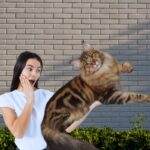 Conheça o Maine Coon: o gigante gentil dos felinos