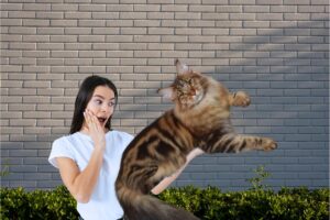 Conheça o Maine Coon: o gigante gentil dos felinos