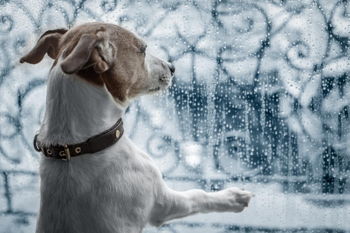 Por que o barulho da chuva incomoda os cães? - Imagem: Canva pró