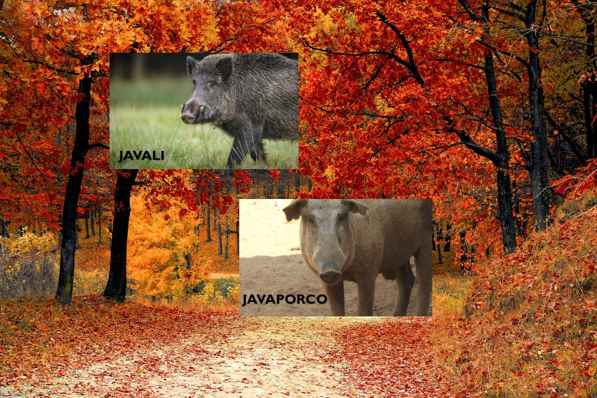 O Javaporco: um tesouro da biodiversidade asiática - Imagem: Canva pró
