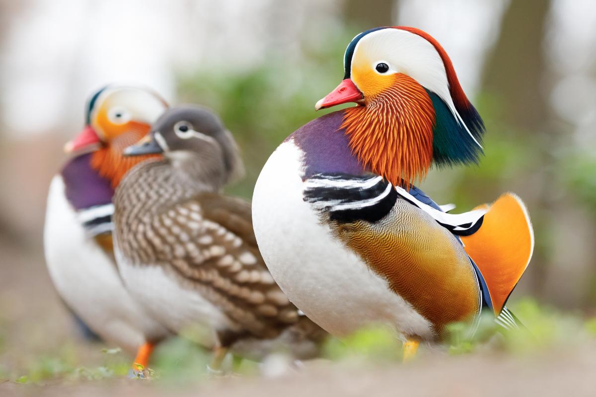 Pato-mandarim: a exótica ave de plumagem vibrante