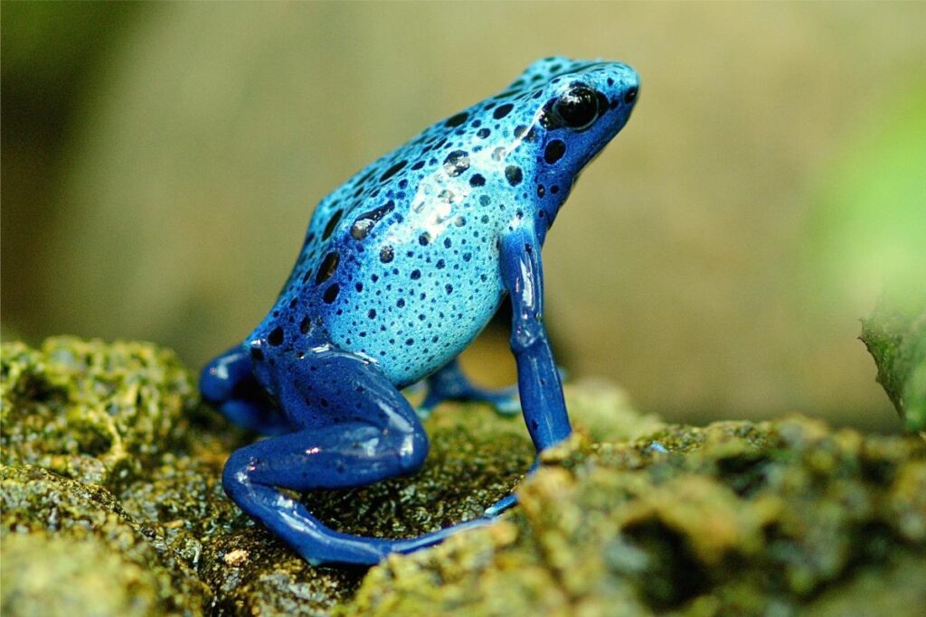 Sapo-boi-azul: conheça a fascinante espécie de sapo da Amazônia - Imagem: Canva pró