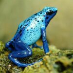 Sapo-boi-azul: conheça a fascinante espécie de sapo da Amazônia - Imagem: Canva pró