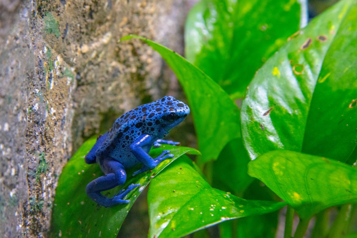 Sapo-boi-azul: conheça a fascinante espécie de sapo da Amazônia