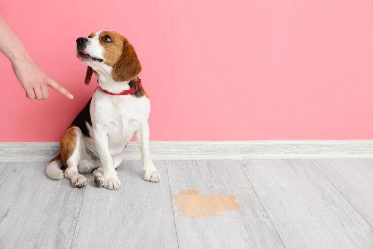 A urina do cachorro é ácida?