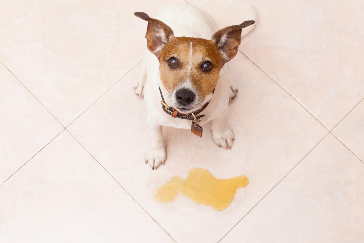 A urina do cachorro é ácida? Entenda tudo sobre o pH urinário canino