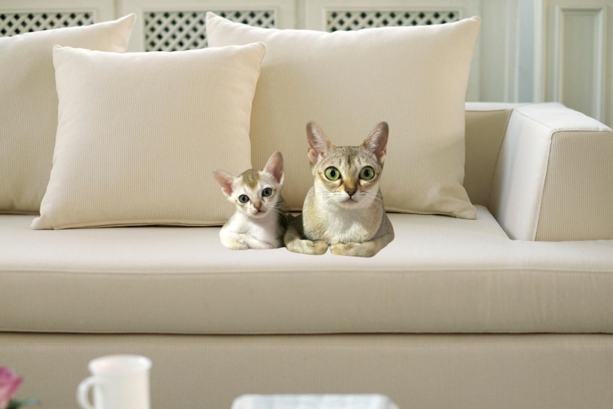 Gato Singapura: a raça de gatos mais pequena do mundo - Imagem: Canva pró