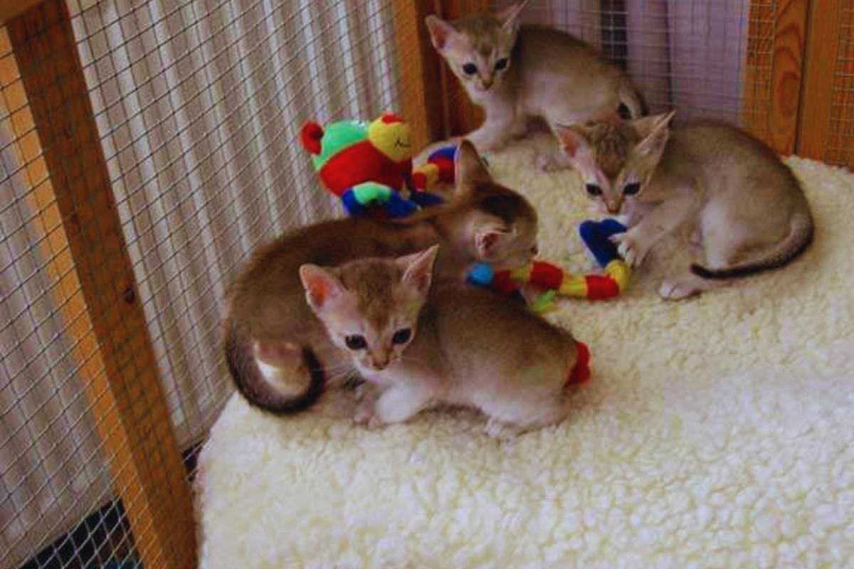 Gato Singapura: a raça de gatos mais pequena do mundo
