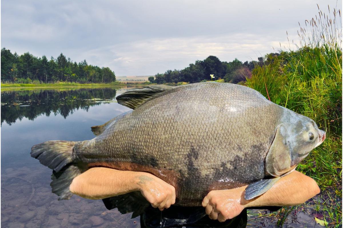 Tambacu: conheça tudo sobre esse peixe nativo do Brasil