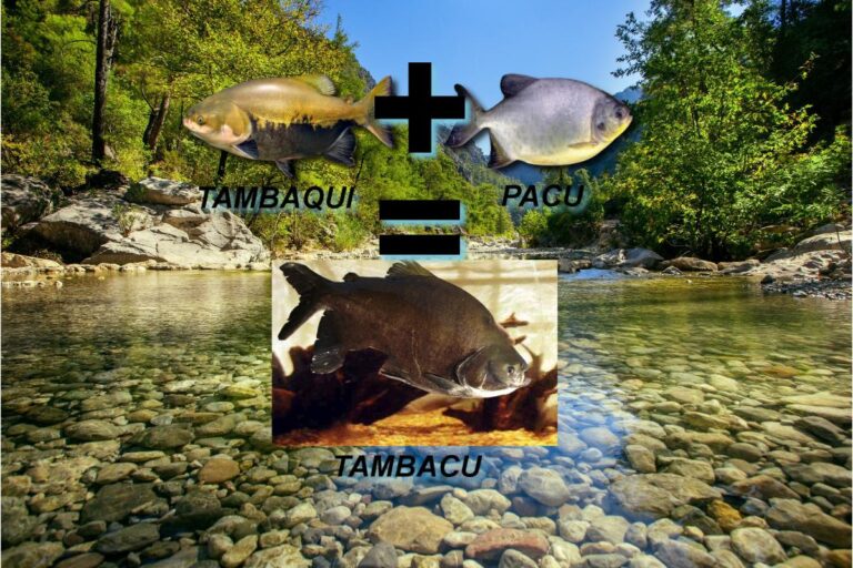 Tambacu: conheça tudo sobre esse peixe nativo do Brasil - Imagem: Canva pró