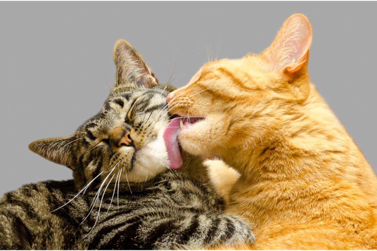 Os gatos são realmente animais higiênicos? Descubra a verdade! - Imagem: Canva pró