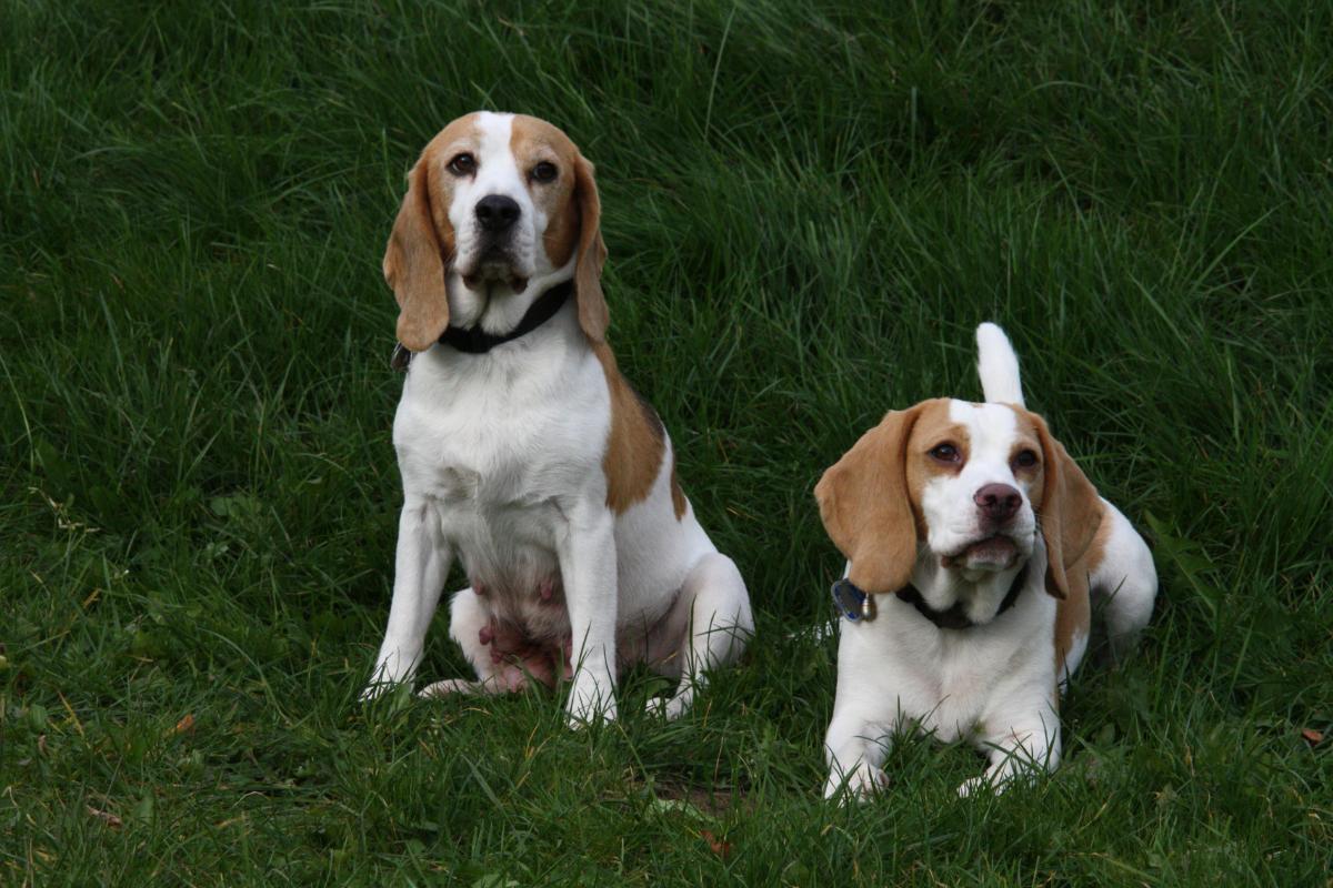 Quantas vezes a cachorra precisa cruzar para engravidar? Imagem: Canva Pró