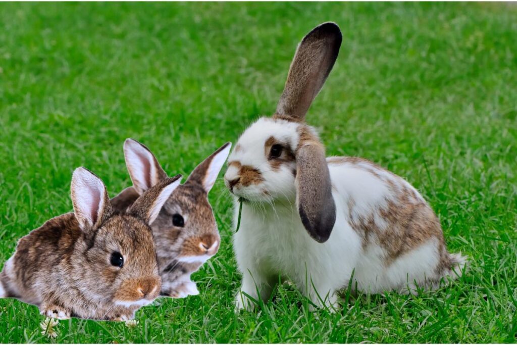 Descubra os segredos dos Lagomorfos: Conheça esses fascinantes animais!