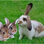 Descubra os segredos dos Lagomorfos: Conheça esses fascinantes animais!