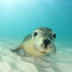 O Lobo Marinho: uma espécie fascinante da vida marinha - Imagem: Canva Pró