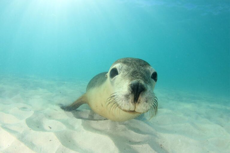 O Lobo Marinho: uma espécie fascinante da vida marinha - Imagem: Canva Pró