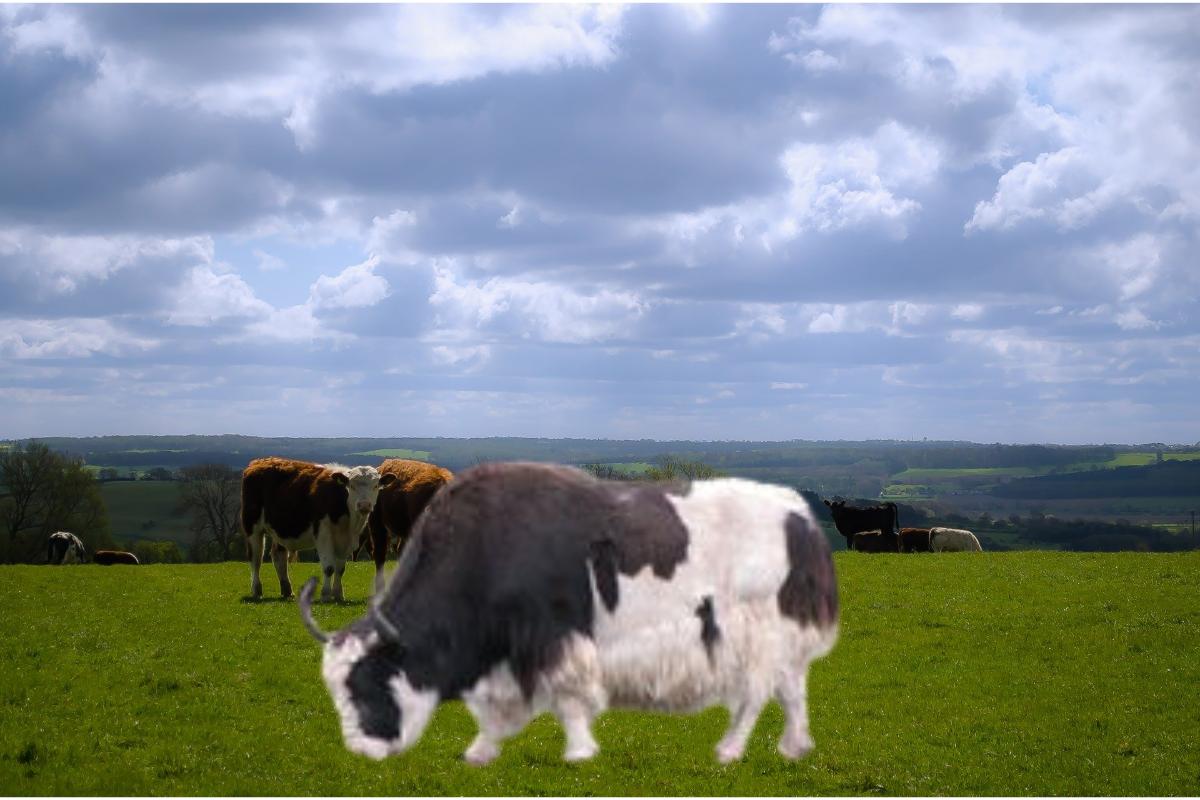 Beefalo: conheça a raça híbrida que está revolucionando a criação de gado