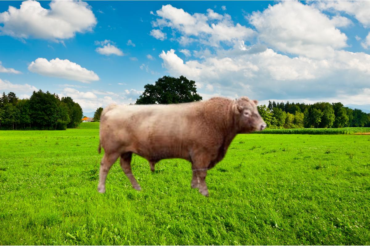 Beefalo: conheça a raça híbrida que está revolucionando a criação de gado - Imagem: Canva Pró