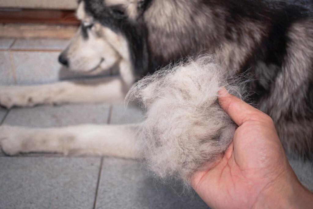 Cachorro soltando muito pelo é normal? - Imagem: Canva Pró