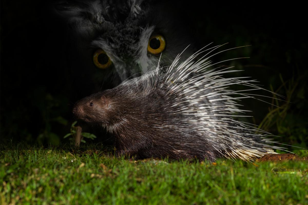 Animais de hábito noturno: conheça algumas espécies fascinantes - Imagem: Canva Pró