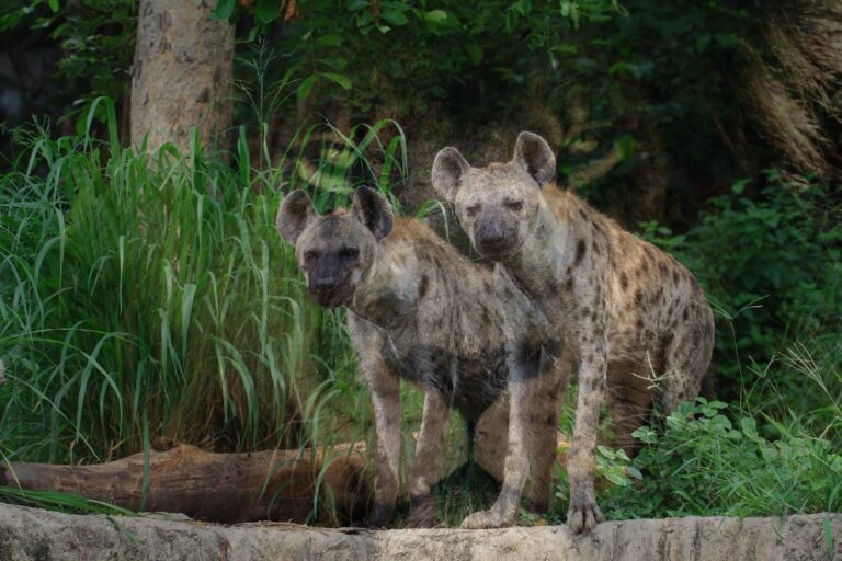 Os animais com as mordidas mais fortes do mundo - Imagem: Canva Pró