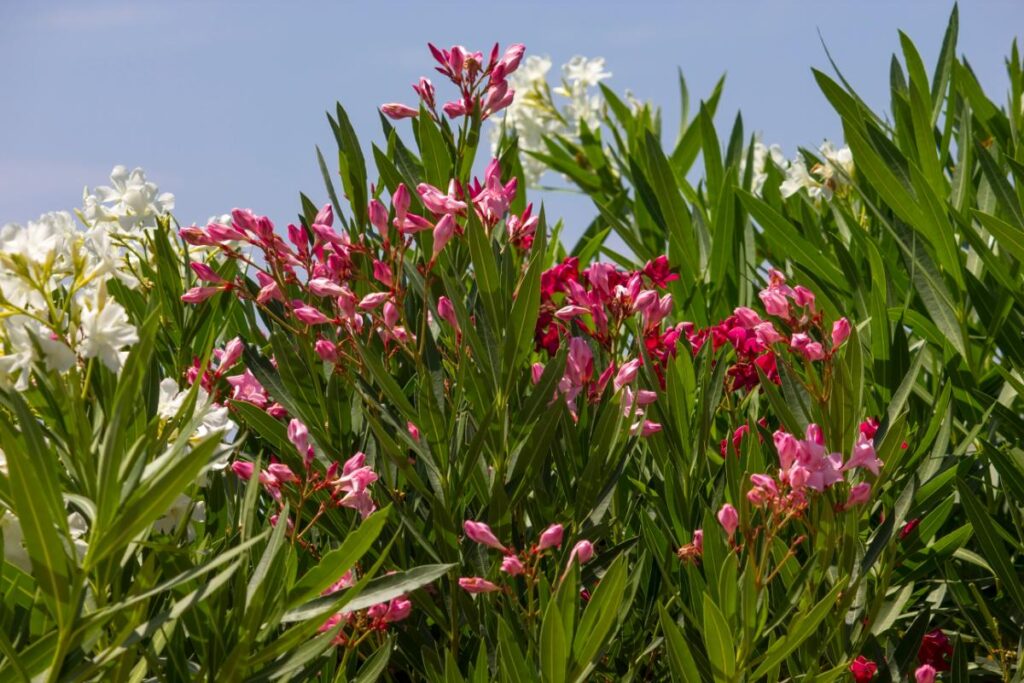 Conheça plantas venenosas e seus efeitos nos animais - Imagem: Canva Pró.