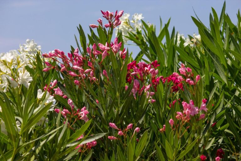 Conheça plantas venenosas e seus efeitos nos animais - Imagem: Canva Pró.