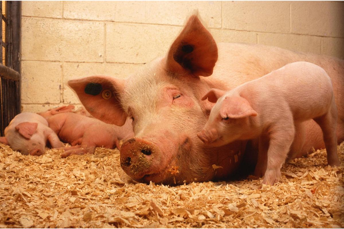Porcos ao ar livre: como criar de forma sustentável e saudável