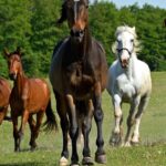 Quais as raças de cavalos mais conhecidas - Imagem: Canva Pró